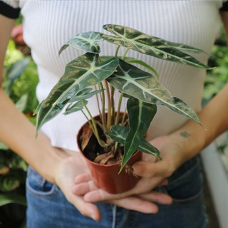 Cây môn quan âm (Alocasia Polly)