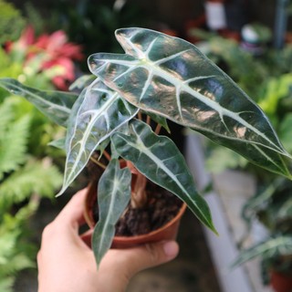 Cây môn quan âm (Alocasia Polly)