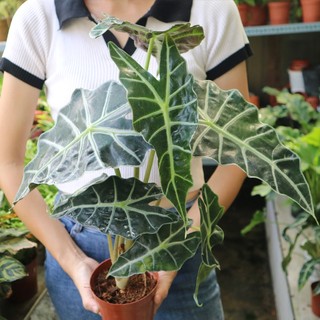 Cây môn quan âm (Alocasia Polly)