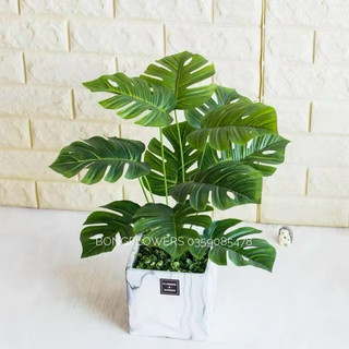 Chậu cây giả - cây trầu bà giả Trang Trí Cao 45cm rộng 30cm