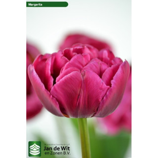  Tulip củ hoa kép ngậm nụ sẵn 
