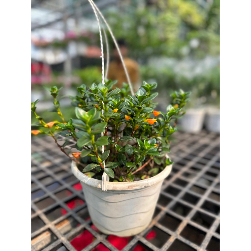 Chậu treo cây Cá Vàng