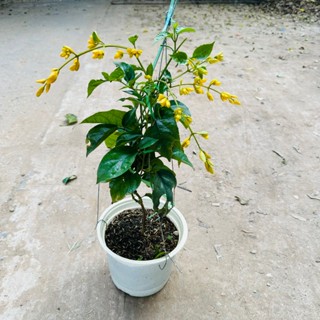 Lan hoàng dương - Cây lan hoàng dương ngọn dài 40cm trồng chậu treo ưa nắng trang trí ban công