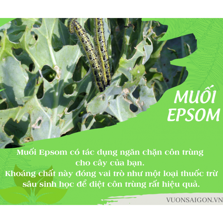 Muối EPSOM SALT 500gr -Green City
