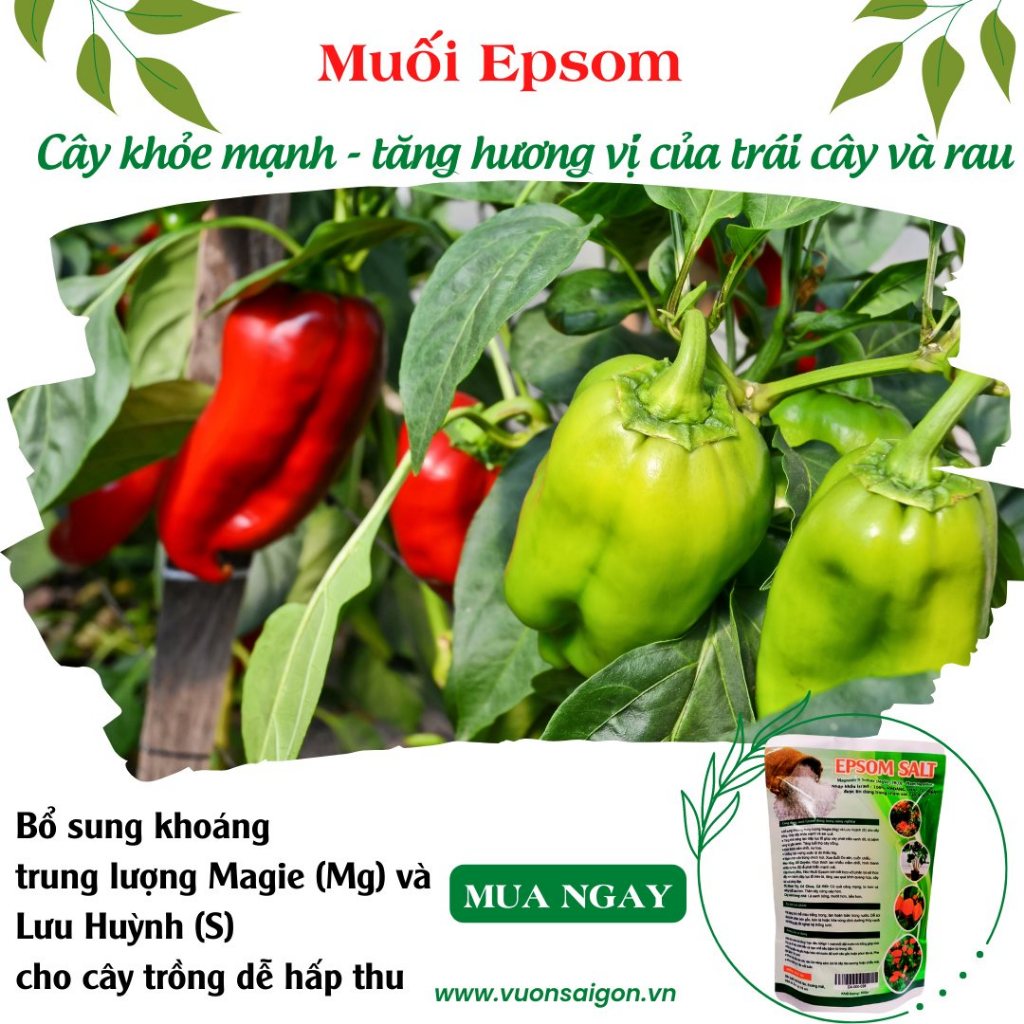 Muối EPSOM SALT 500gr -Green City