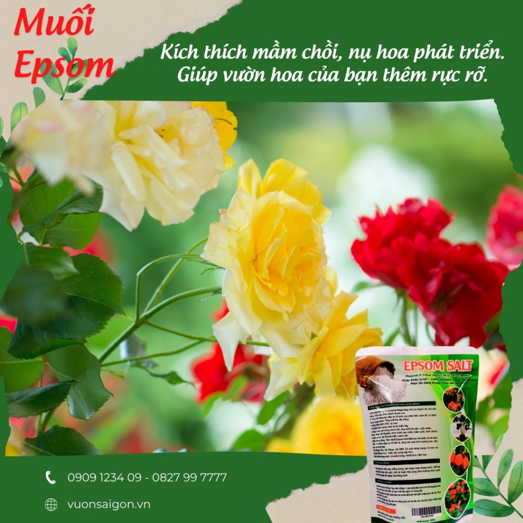 Muối EPSOM SALT 500gr -Green City