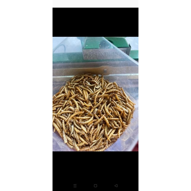 Sâu rang cho hamster 10g