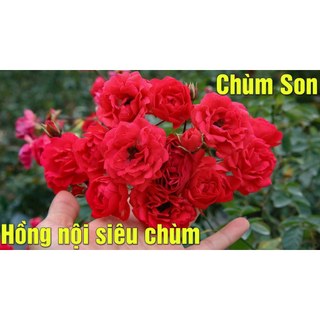 Gốc hoa hồng chùm son , sai hoa