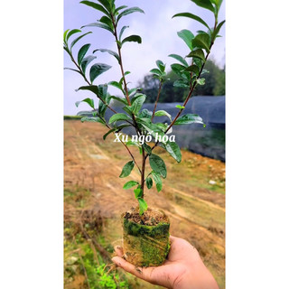 Cây trà (chè) xanh tân cương thái nguyên mua 10 tặng 2