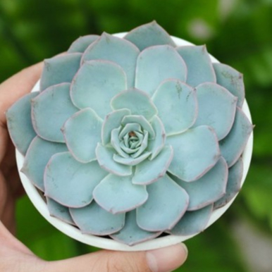 Sen đá hồng phấn 9-11cm - Vườn sen đá