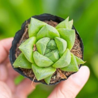 Sen đá ngọc lá dài 5-7cm