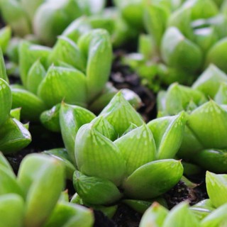 Sen đá ngọc lá dài 5-7cm