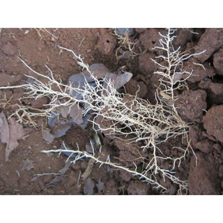 Phân bón  ra rễ cực mạnh N3M & Root 999 100gr kích thích ra rễ cực mạnh dùng cho các loại cây trồng