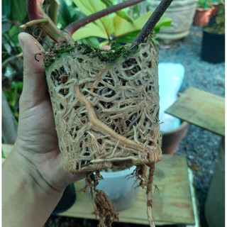 Phân bón  ra rễ cực mạnh N3M & Root 999 100gr kích thích ra rễ cực mạnh dùng cho các loại cây trồng