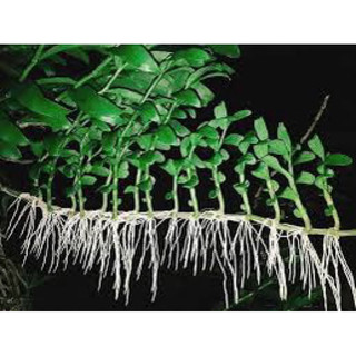 Phân bón  ra rễ cực mạnh N3M & Root 999 100gr kích thích ra rễ cực mạnh dùng cho các loại cây trồng