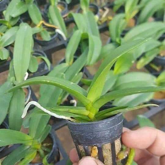 Chậu Nhựa Trồng Lan- 50 Chậu Nhựa Đen Trồng Lan Nuôi Cấy Mô