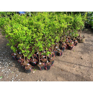 Cây Lựu Đỏ lùn Ấn Độ(70-90cm)