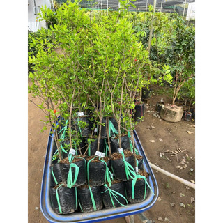 Cây Lựu Đỏ lùn Ấn Độ(70-90cm)