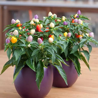 100 hạt - Hạt giống ớt cherry kiểng tròn ngũ sắc