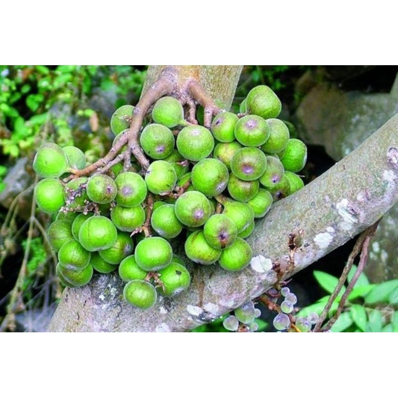 100g quả sung nếp sấy khô