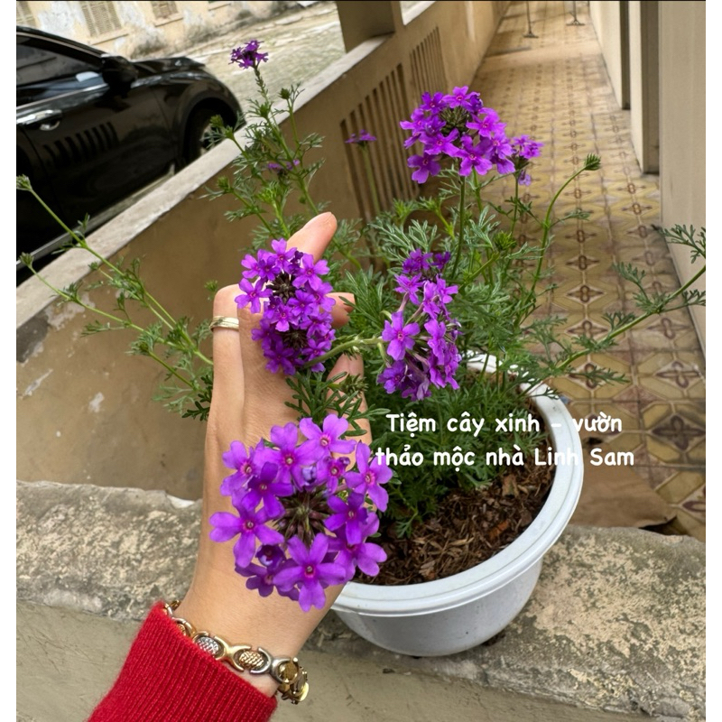 Moss verbena / cỏ roi ngựa