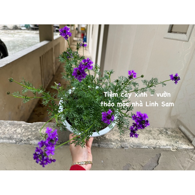 Moss verbena / cỏ roi ngựa