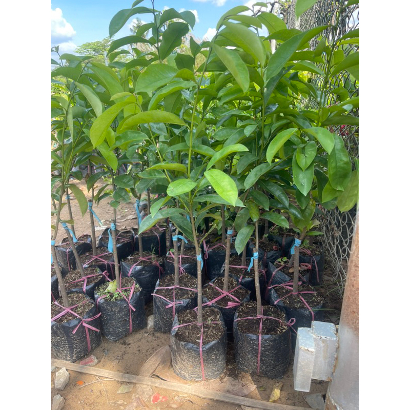 CÂY GIỐNG MÃNG CẦU XIÊM THÁI TRÁI TO