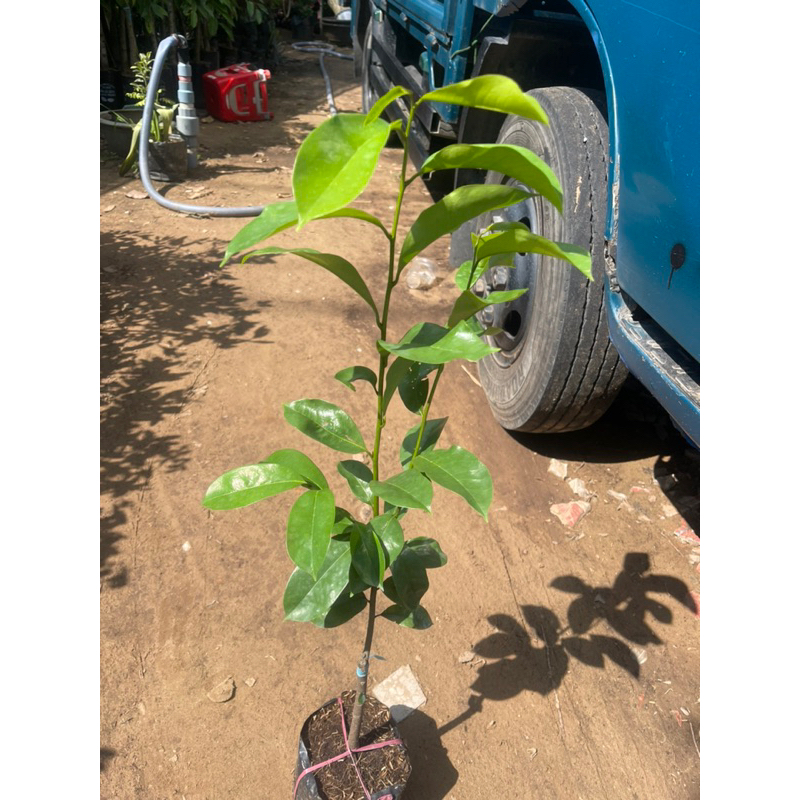 CÂY GIỐNG MÃNG CẦU XIÊM THÁI TRÁI TO