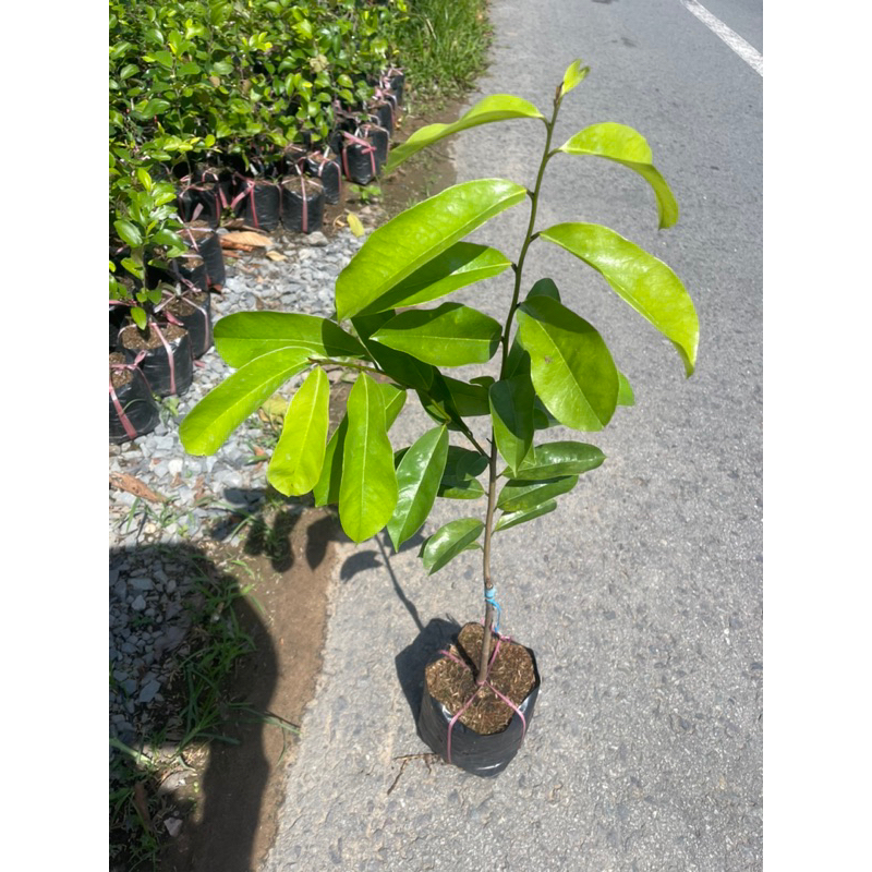 CÂY GIỐNG MÃNG CẦU XIÊM THÁI TRÁI TO