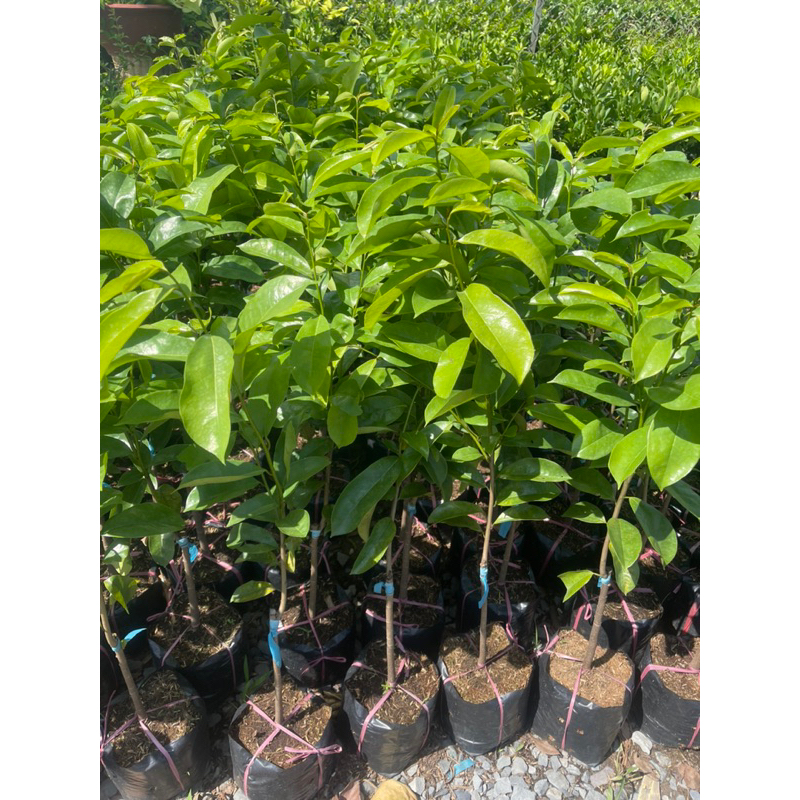 CÂY GIỐNG MÃNG CẦU XIÊM THÁI TRÁI TO