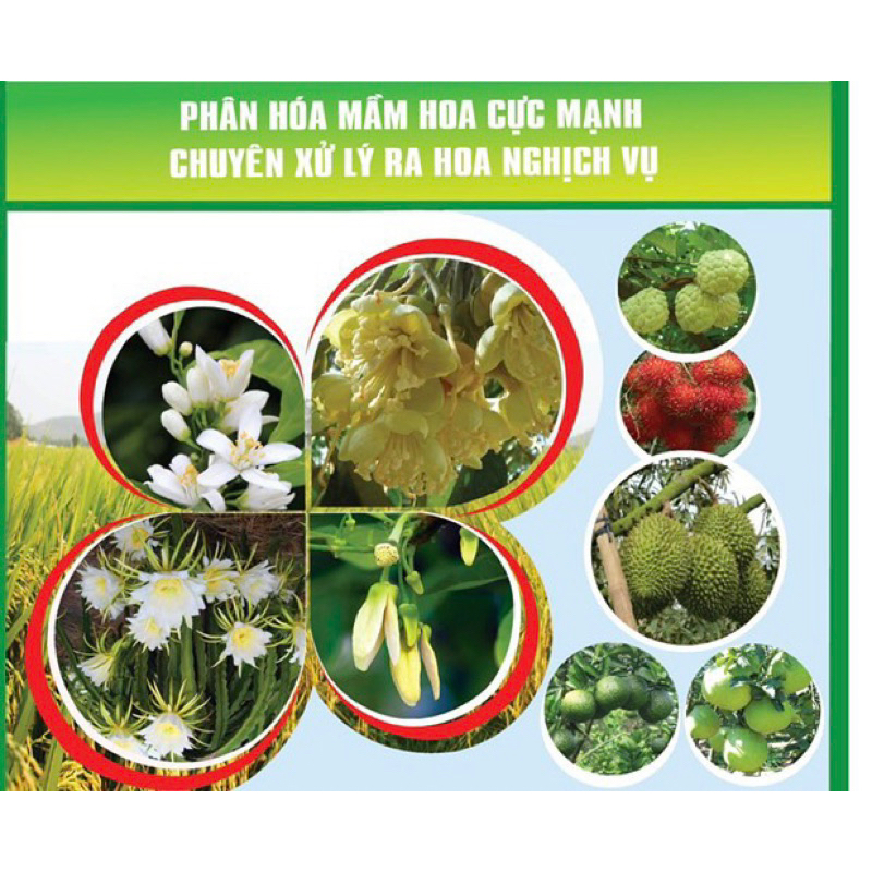 [SALE 5kg)SIÊU LÂN 86-ACID PHOSPHOROUS  XỬ LÝ HOA NGHỊCH MÙA NHIỀU CÔNG DỤNG KHÁC