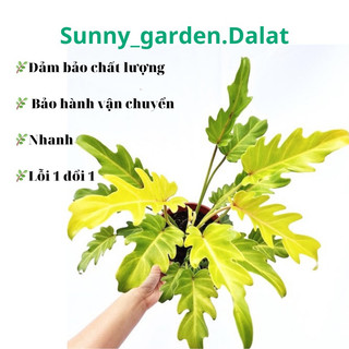 Chậu cứng trầu bà chân vịt vàng - philodendron xanadu golden