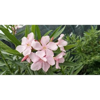 Cây 🌲 Trúc Dao