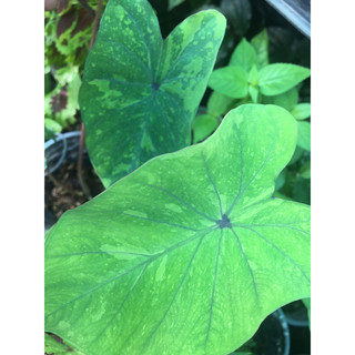 Cây môn kiểng Caladium