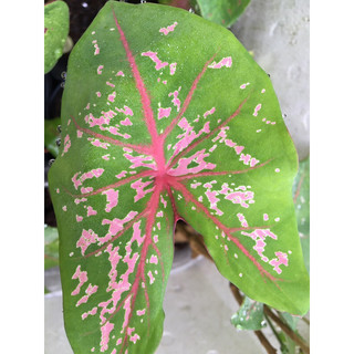 Cây môn kiểng Caladium