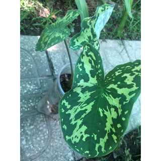 Cây môn kiểng Caladium