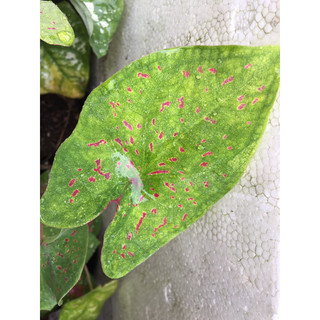 Cây môn kiểng caladium