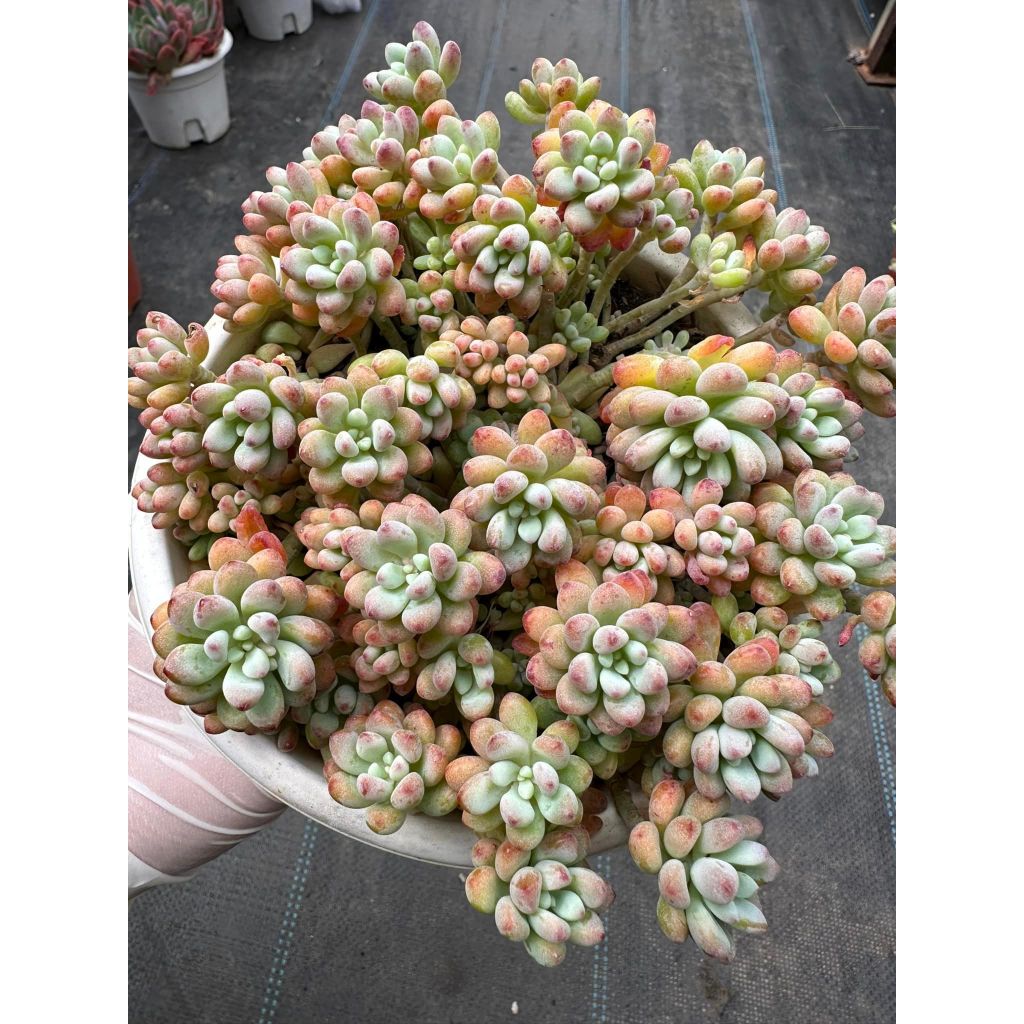 Sen đá Sedum comic