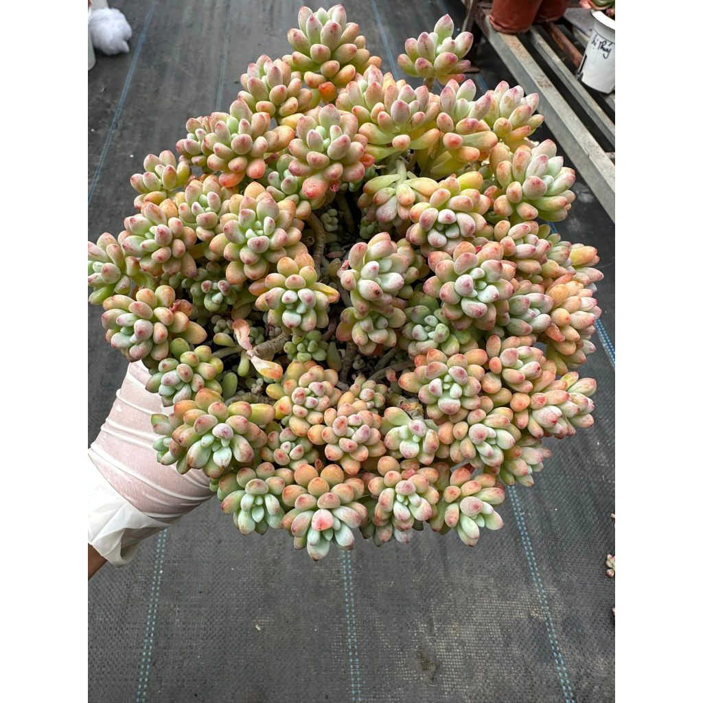 Sen đá Sedum comic