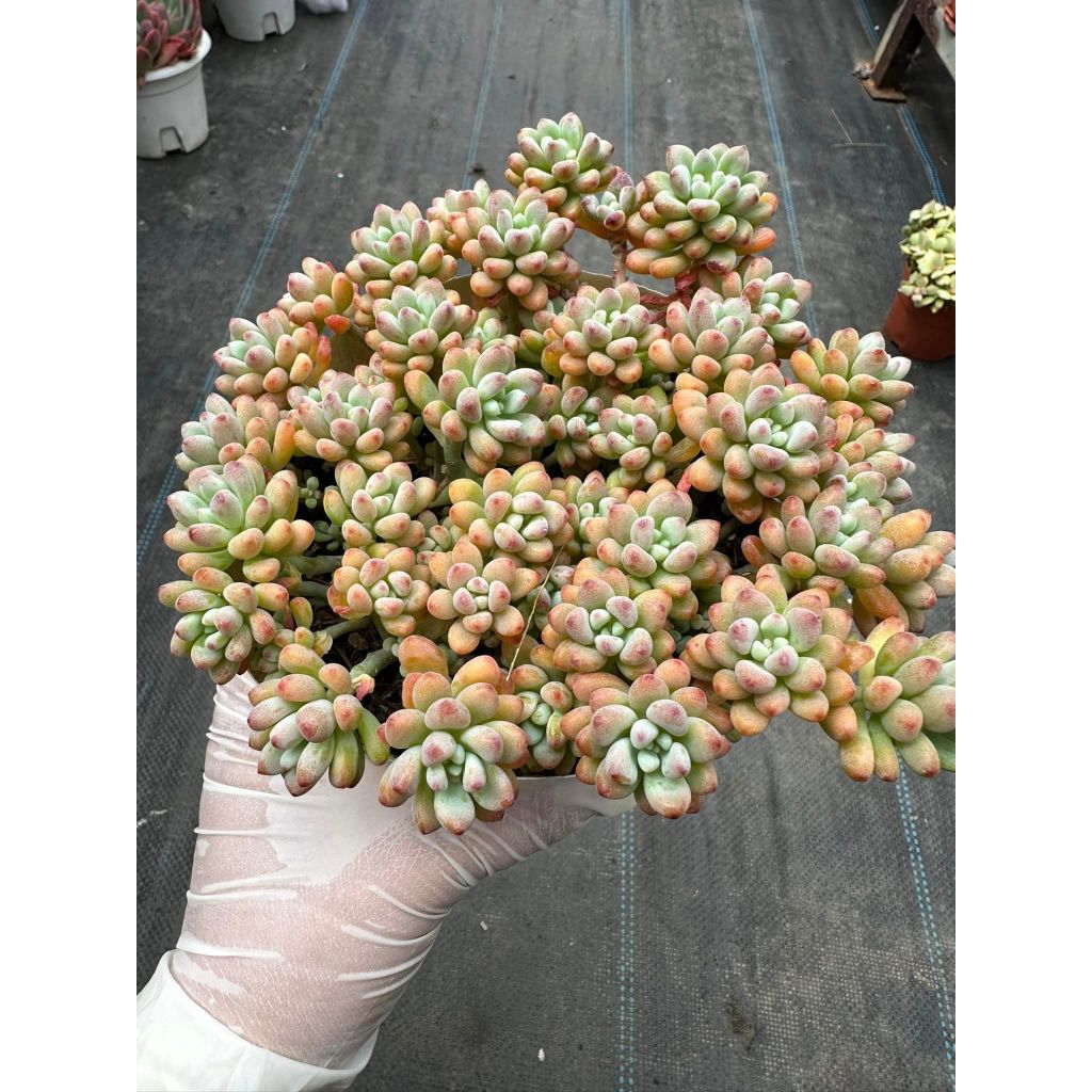 Sen đá Sedum comic