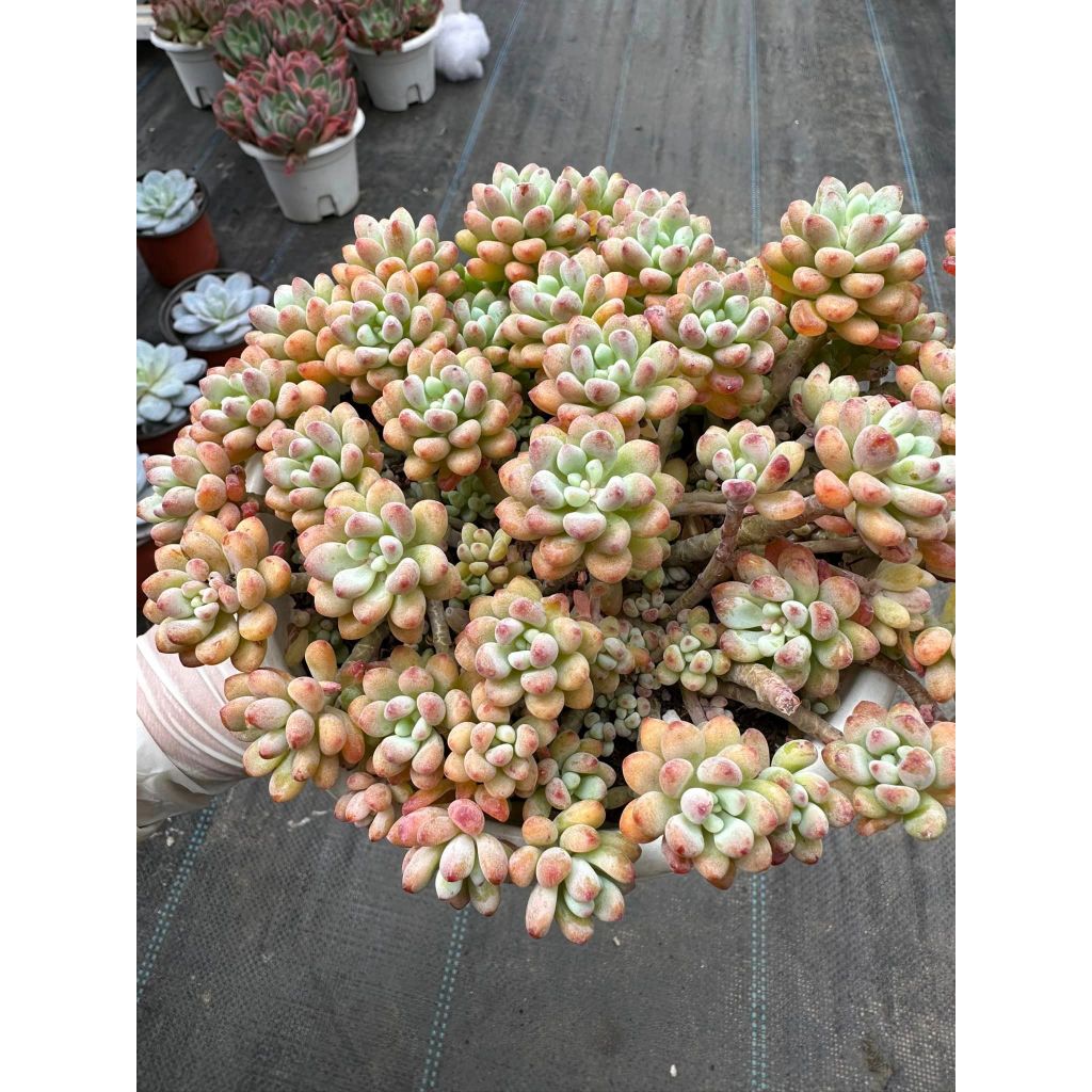 Sen đá Sedum comic