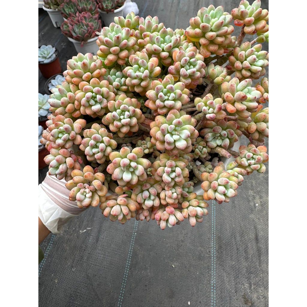 Sen đá Sedum comic