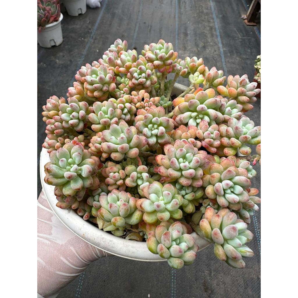 Sen đá Sedum comic