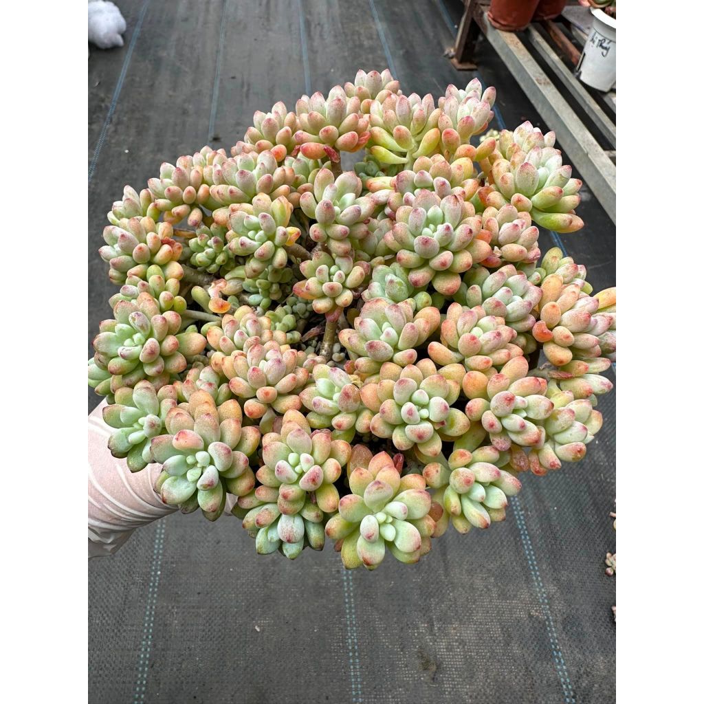 Sen đá Sedum comic