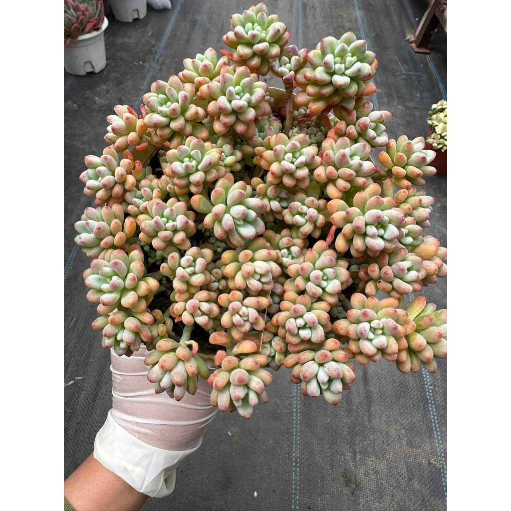 Sen đá Sedum comic