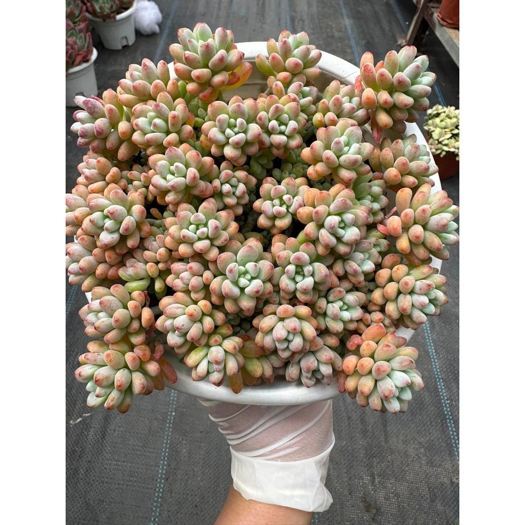 Sen đá Sedum comic