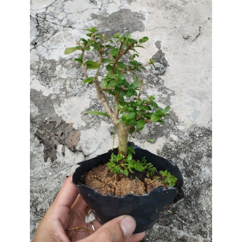 Sam huơng đài loan mini (5 đến 15cm)1 cây