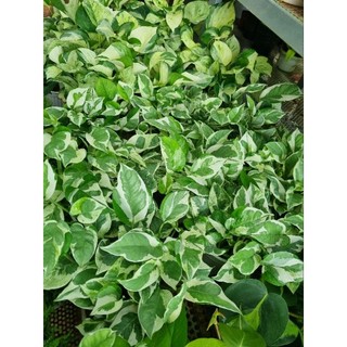 Chậu cây trầu bà sữa - Epipremnum Aureum