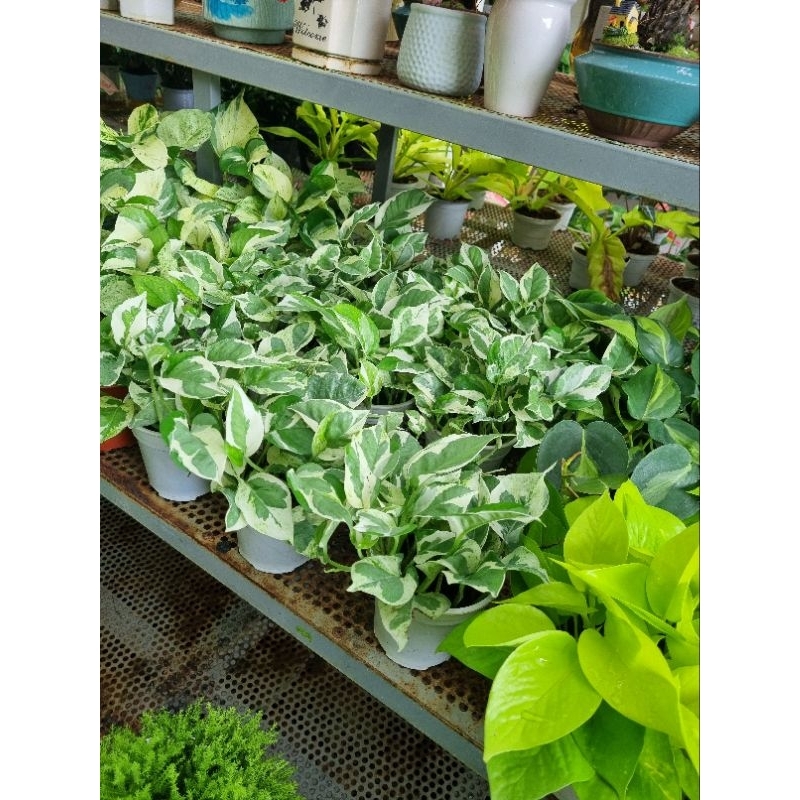 Chậu cây trầu bà sữa - Epipremnum Aureum