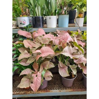 Cây trầu bà hồng